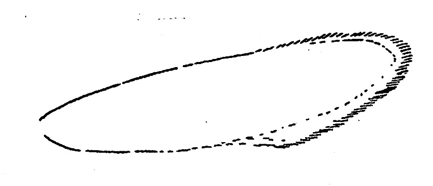 Shape forewing with cilia of Mirificarma spec. (Gelechiidae).